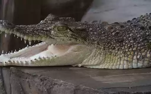 Baby crocodile  from Chrome web store to be run with OffiDocs Chromium online