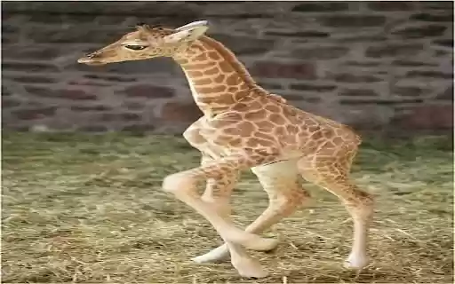 baby giraffe wallpaper  from Chrome web store to be run with OffiDocs Chromium online