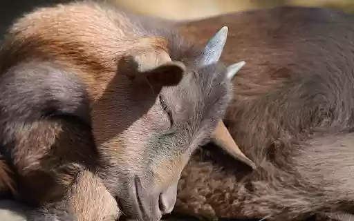 Baby goat sleeping  from Chrome web store to be run with OffiDocs Chromium online