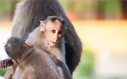 Baby Monkeys from Chrome web store to be run with OffiDocs Chromium online Baby Monkeys from Chrome web store to be run with OffiDocs Chromium online