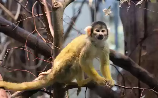 Baby Monkey Theme  from Chrome web store to be run with OffiDocs Chromium online