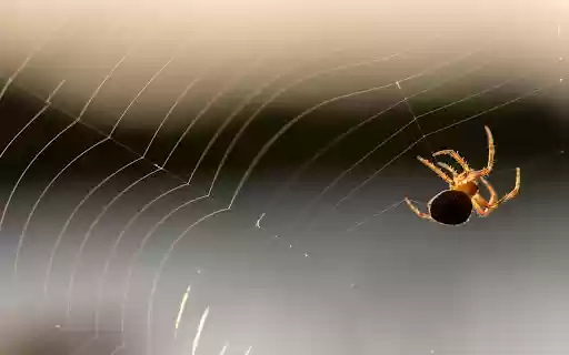 Baby spiders spin silk  from Chrome web store to be run with OffiDocs Chromium online