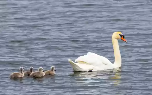 Baby Swans  from Chrome web store to be run with OffiDocs Chromium online