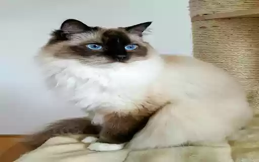Bali Cat Wallpaper  from Chrome web store to be run with OffiDocs Chromium online