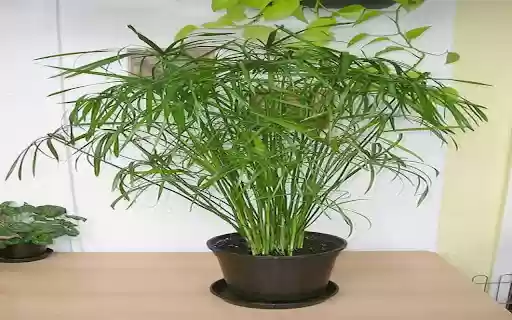 bamboo cloud wallpaper from Chrome web store to be run with OffiDocs Chromium online bamboo cloud wallpaper from Chrome web store to be run with OffiDocs Chromium online