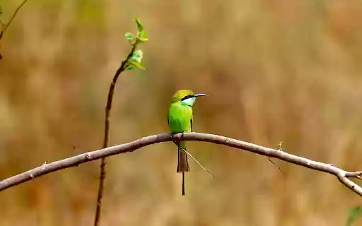Banana Hat Green Bird  from Chrome web store to be run with OffiDocs Chromium online