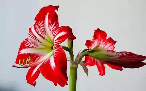 Beautiful big red lilies  from Chrome web store to be run with OffiDocs Chromium online