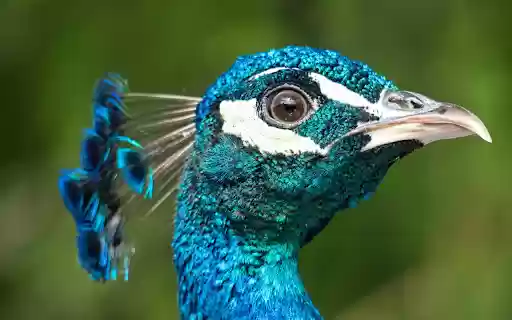 Beautiful blue peacock  from Chrome web store to be run with OffiDocs Chromium online