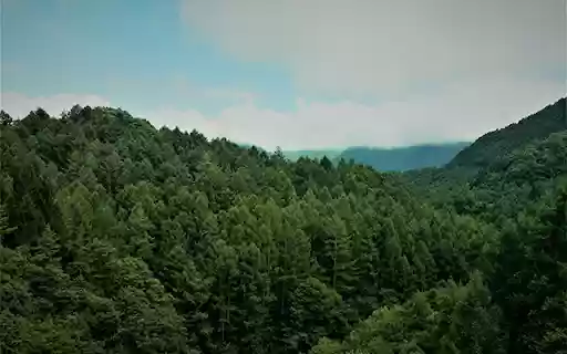 Beautiful Blurred Green Forest At Freetubespot from Chrome web store to be run with OffiDocs Chromium online Beautiful Blurred Green Forest At Freetubespot from Chrome web store to be run with OffiDocs Chromium online