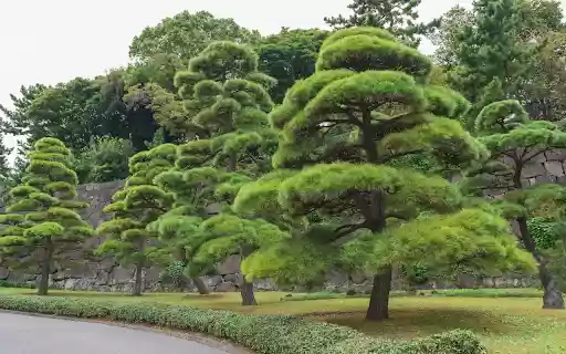 beautiful bonsai  from Chrome web store to be run with OffiDocs Chromium online