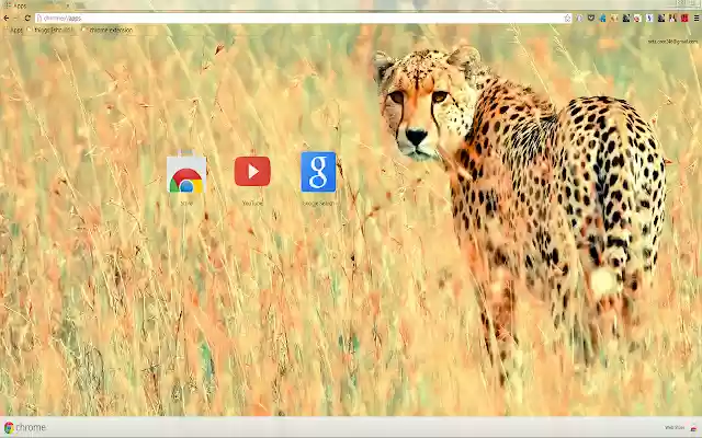 Beautiful Cheetah  from Chrome web store to be run with OffiDocs Chromium online