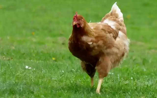 Beautiful chickens from Chrome web store to be run with OffiDocs Chromium online Beautiful chickens from Chrome web store to be run with OffiDocs Chromium online