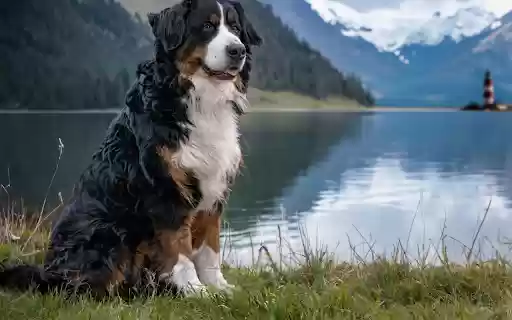 Beautiful dog by the lake from Chrome web store to be run with OffiDocs Chromium online Beautiful dog by the lake from Chrome web store to be run with OffiDocs Chromium online