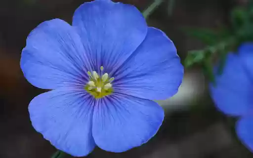 Beautiful Five Petal Blue Flowers  from Chrome web store to be run with OffiDocs Chromium online