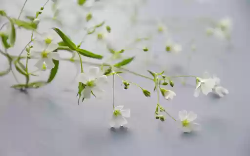 Beautiful flower branches  from Chrome web store to be run with OffiDocs Chromium online