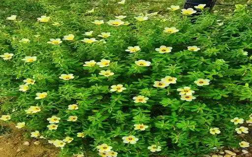 beautiful flower bush wallpaper from Chrome web store to be run with OffiDocs Chromium online beautiful flower bush wallpaper from Chrome web store to be run with OffiDocs Chromium online