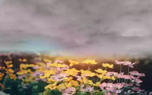 Beautiful flower garden from Chrome web store to be run with OffiDocs Chromium online Beautiful flower garden from Chrome web store to be run with OffiDocs Chromium online