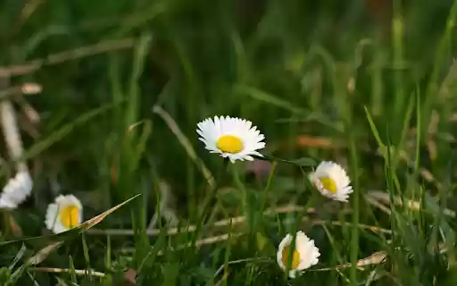 Beautiful Flowers in the Grass  from Chrome web store to be run with OffiDocs Chromium online