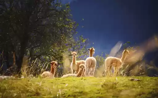 Beautiful herd of alpacas  from Chrome web store to be run with OffiDocs Chromium online