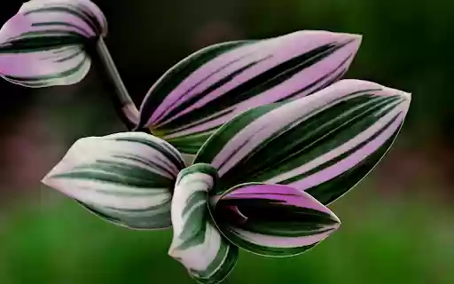 Beautiful leaves from Chrome web store to be run with OffiDocs Chromium online Beautiful leaves from Chrome web store to be run with OffiDocs Chromium online