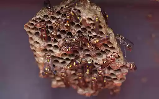 Beautiful little beehive  from Chrome web store to be run with OffiDocs Chromium online