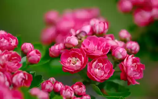 Beautiful little rose branches  from Chrome web store to be run with OffiDocs Chromium online