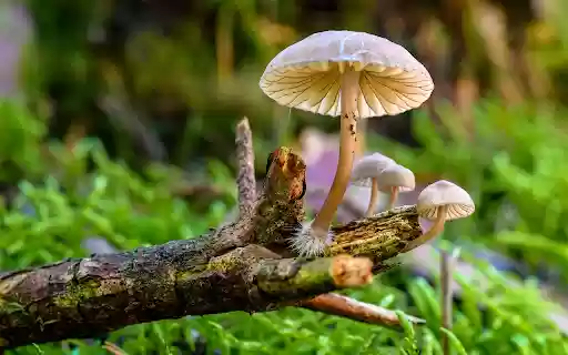 Beautiful little white mushrooms  from Chrome web store to be run with OffiDocs Chromium online