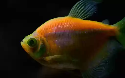 Beautiful ornamental fish from Chrome web store to be run with OffiDocs Chromium online Beautiful ornamental fish from Chrome web store to be run with OffiDocs Chromium online
