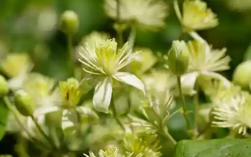 Beautiful pure white flowers  from Chrome web store to be run with OffiDocs Chromium online