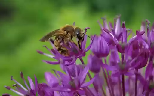 Beautiful purple flowers and bees  from Chrome web store to be run with OffiDocs Chromium online