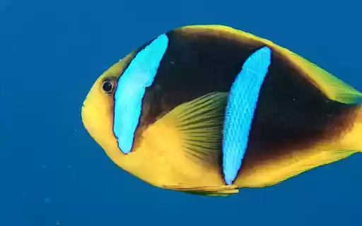 Beautiful Sea Fish  from Chrome web store to be run with OffiDocs Chromium online