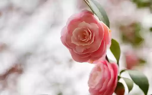 Beautiful tea rose branches  from Chrome web store to be run with OffiDocs Chromium online