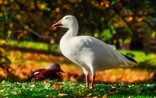 Beautiful white geese  from Chrome web store to be run with OffiDocs Chromium online