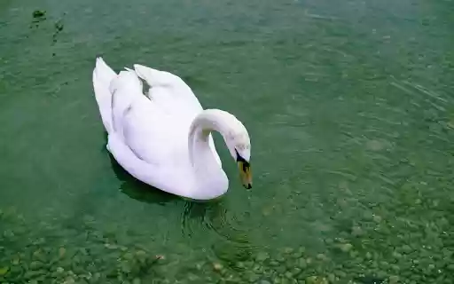 Beautiful White Swan  from Chrome web store to be run with OffiDocs Chromium online