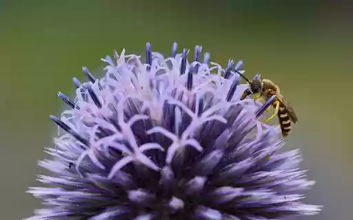 Bee and flower from Chrome web store to be run with OffiDocs Chromium online Bee and flower from Chrome web store to be run with OffiDocs Chromium online