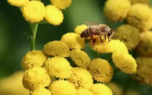 Bee and Flower Theme  from Chrome web store to be run with OffiDocs Chromium online
