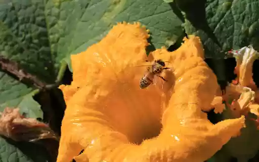 Bee and Pollen  from Chrome web store to be run with OffiDocs Chromium online