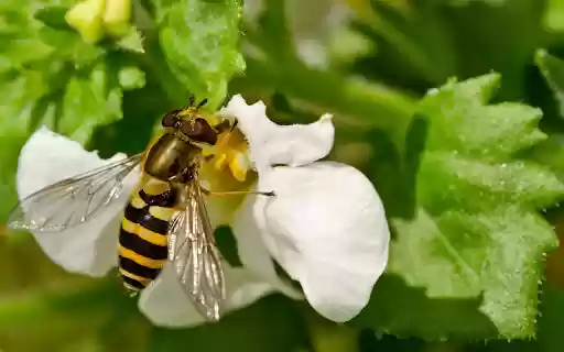 Bee and white flower  from Chrome web store to be run with OffiDocs Chromium online