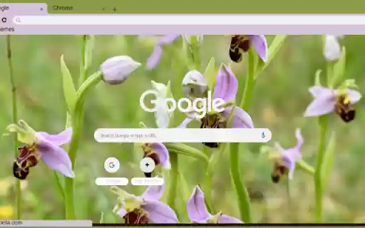Bee Orchid  from Chrome web store to be run with OffiDocs Chromium online