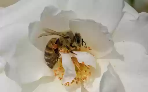 Bees get nectar  from Chrome web store to be run with OffiDocs Chromium online