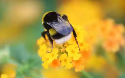 bees suck nectar from flowers  from Chrome web store to be run with OffiDocs Chromium online