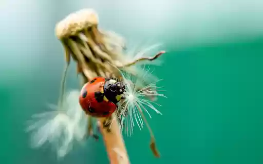 Beetles  from Chrome web store to be run with OffiDocs Chromium online