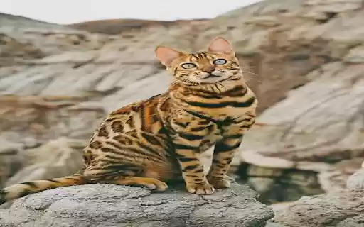 Bengal Cat Wallpaper  from Chrome web store to be run with OffiDocs Chromium online