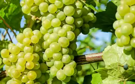 Berry Bunch, Sunlit Green Delight  from Chrome web store to be run with OffiDocs Chromium online