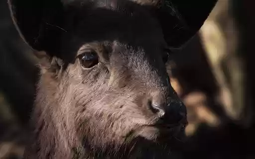 Big and strong goat  from Chrome web store to be run with OffiDocs Chromium online