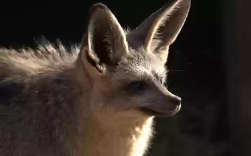 Big Eared Fox from Chrome web store to be run with OffiDocs Chromium online Big Eared Fox from Chrome web store to be run with OffiDocs Chromium online