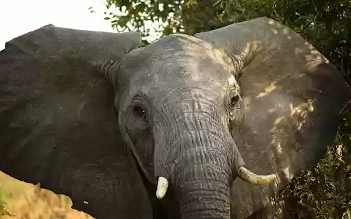 Big Ear Elephant from Chrome web store to be run with OffiDocs Chromium online Big Ear Elephant from Chrome web store to be run with OffiDocs Chromium online