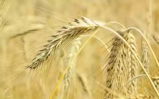 Big ears of wheat from Chrome web store to be run with OffiDocs Chromium online Big ears of wheat from Chrome web store to be run with OffiDocs Chromium online