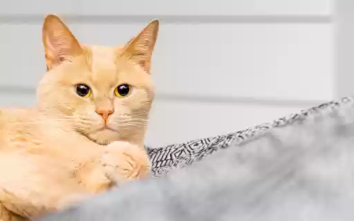 Big Eyed Golden Cat from Chrome web store to be run with OffiDocs Chromium online Big Eyed Golden Cat from Chrome web store to be run with OffiDocs Chromium online