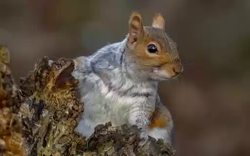 Big Eyed Squirrel  from Chrome web store to be run with OffiDocs Chromium online